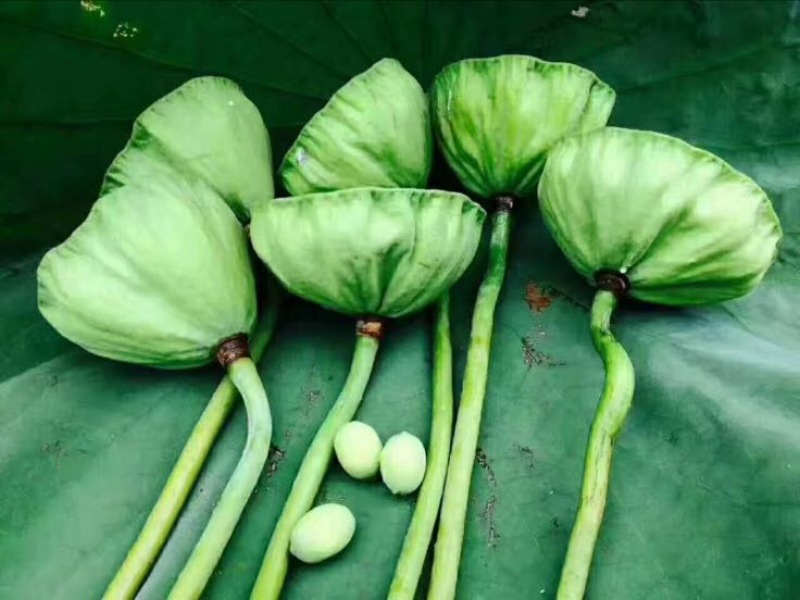 白莲子特级干莲子
