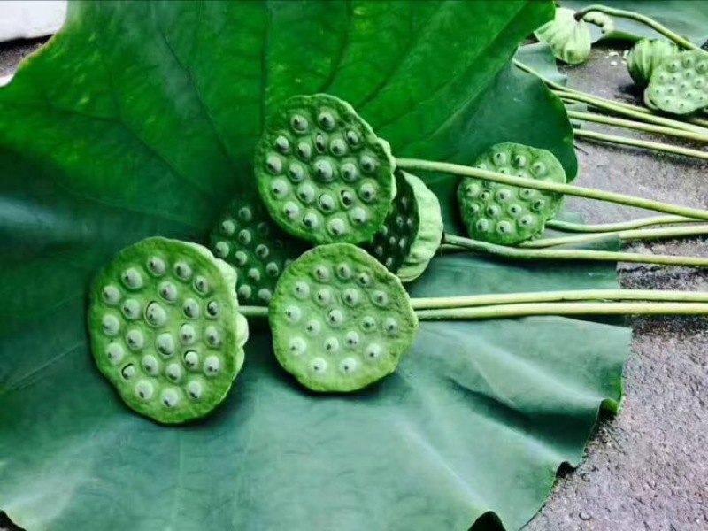 白莲子特级干莲子