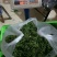 专注鲜花椒批发