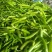 芜湖椒，杭椒，螺丝椒
