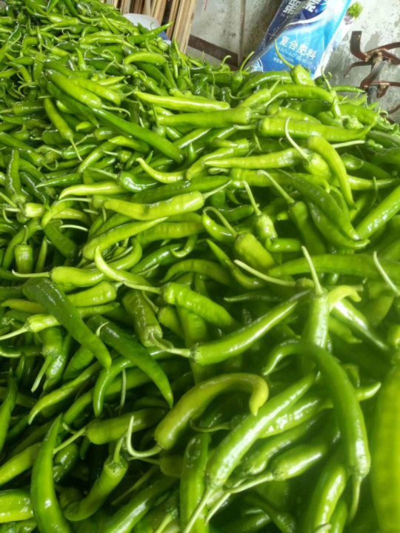 芜湖椒，杭椒，螺丝椒
