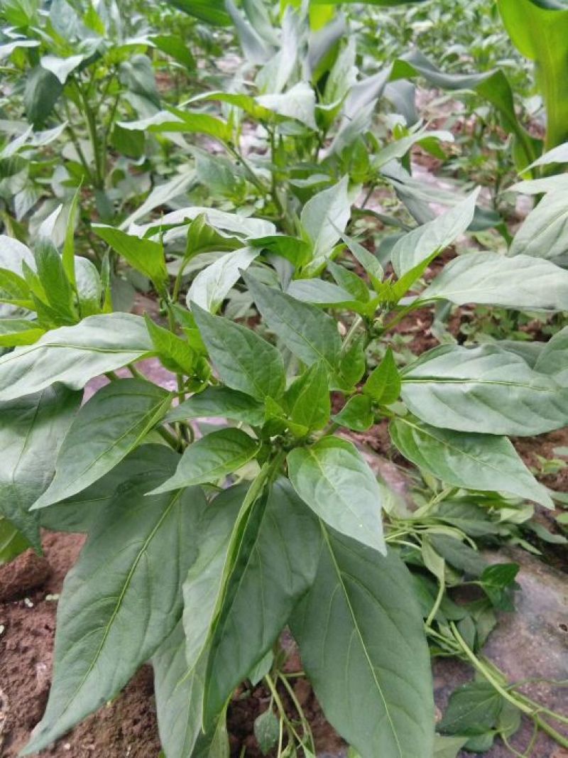 芜湖椒，杭椒，螺丝椒