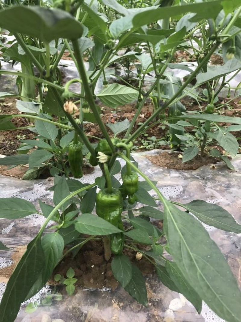 芜湖椒，杭椒，螺丝椒