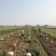 荷兰十五土豆沃土3两起步大量供应、欢迎广大客商选购