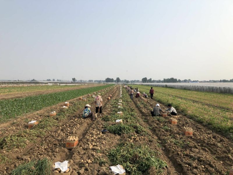 荷兰十五土豆沃土3两起步大量供应、欢迎广大客商选购