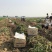 荷兰十五土豆沃土3两起步大量供应、欢迎广大客商选购