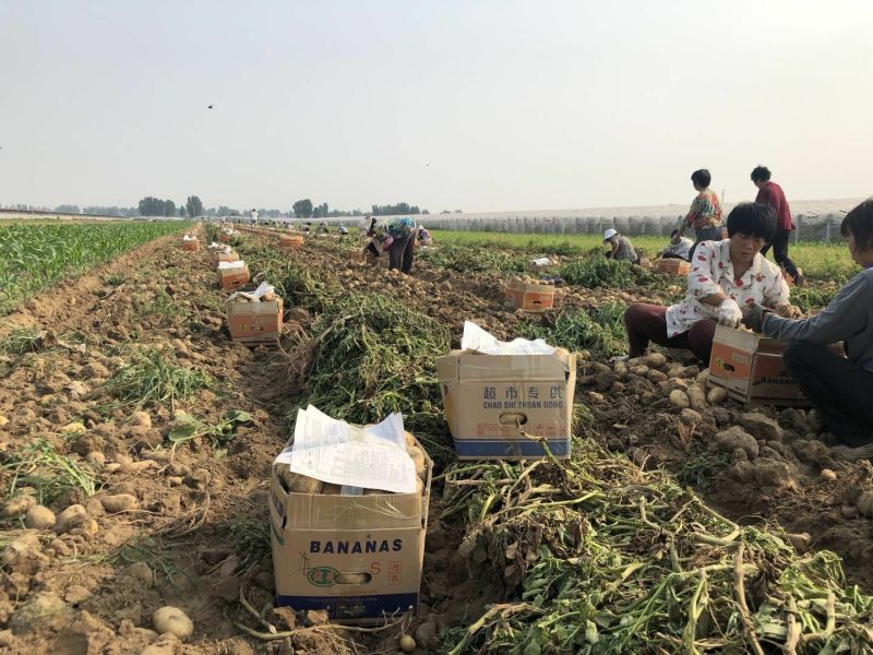荷兰十五土豆沃土3两起步大量供应、欢迎广大客商选购