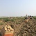 荷兰十五土豆沃土3两起步大量供应、欢迎广大客商选购