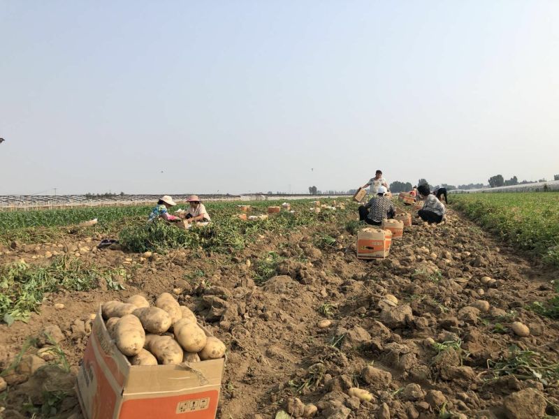 荷兰十五土豆沃土3两起步大量供应、欢迎广大客商选购