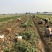 荷兰十五土豆沃土3两起步大量供应、欢迎广大客商选购