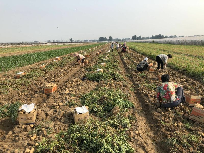 荷兰十五土豆沃土3两起步大量供应、欢迎广大客商选购