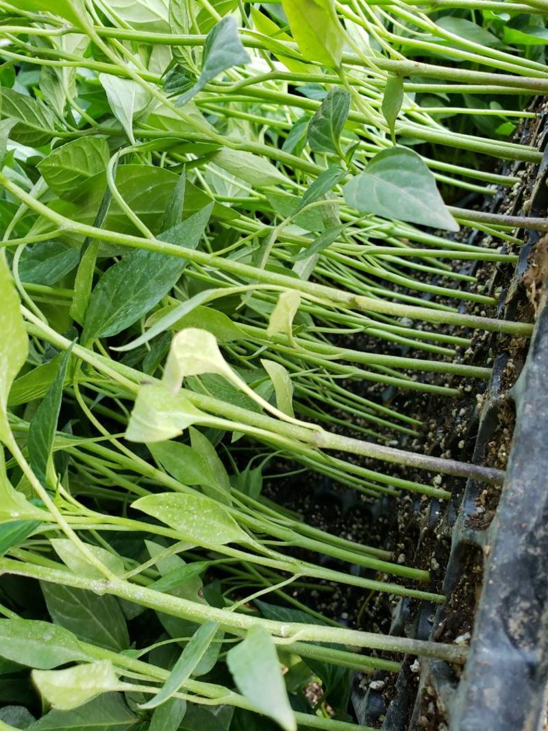 嫁接茄子苗，包成活，产地直发，免费提供种植技术。