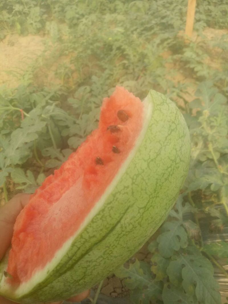 金乡县西瓜