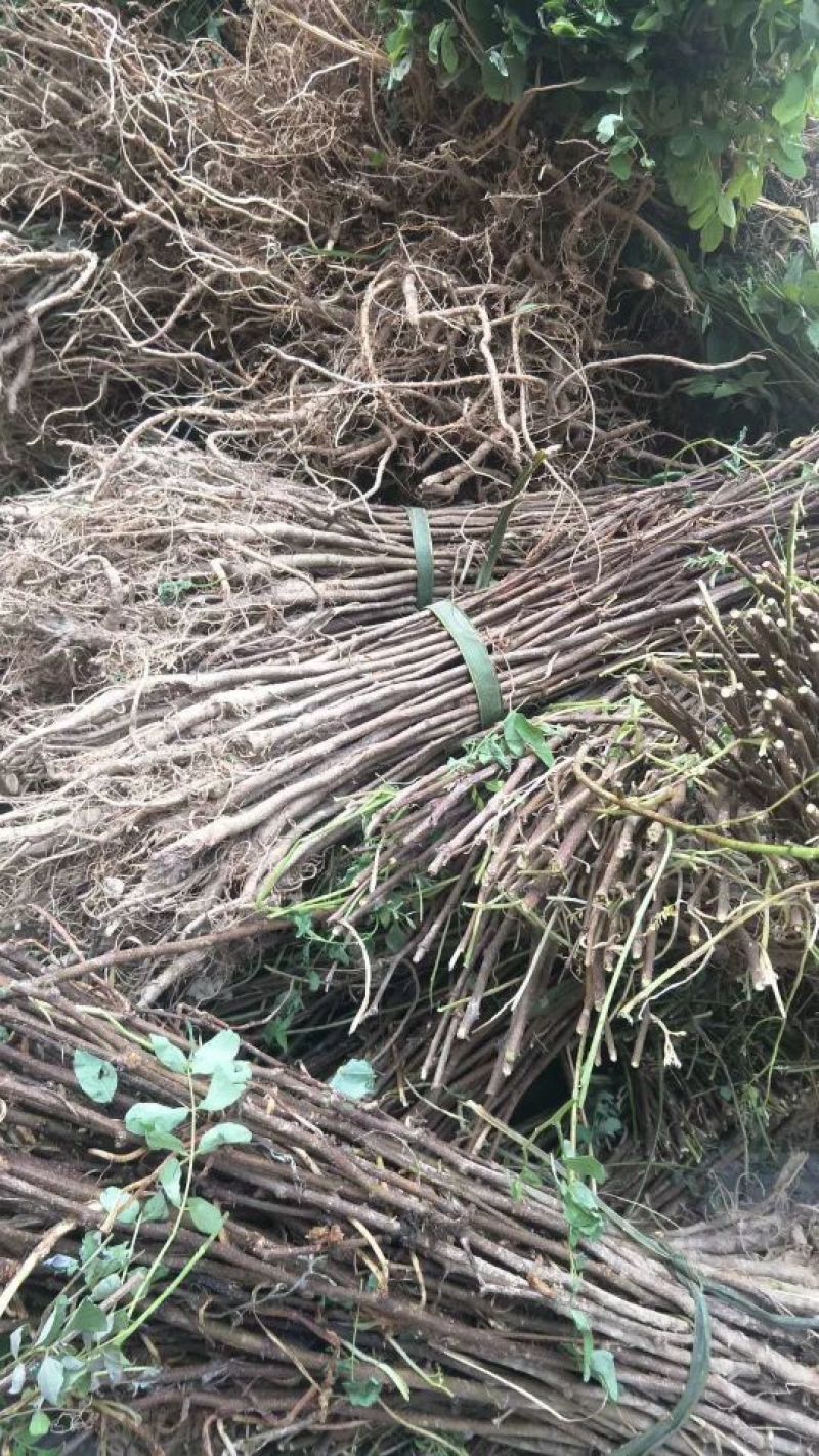 刺槐苗刺槐苗价格一年生刺槐苗