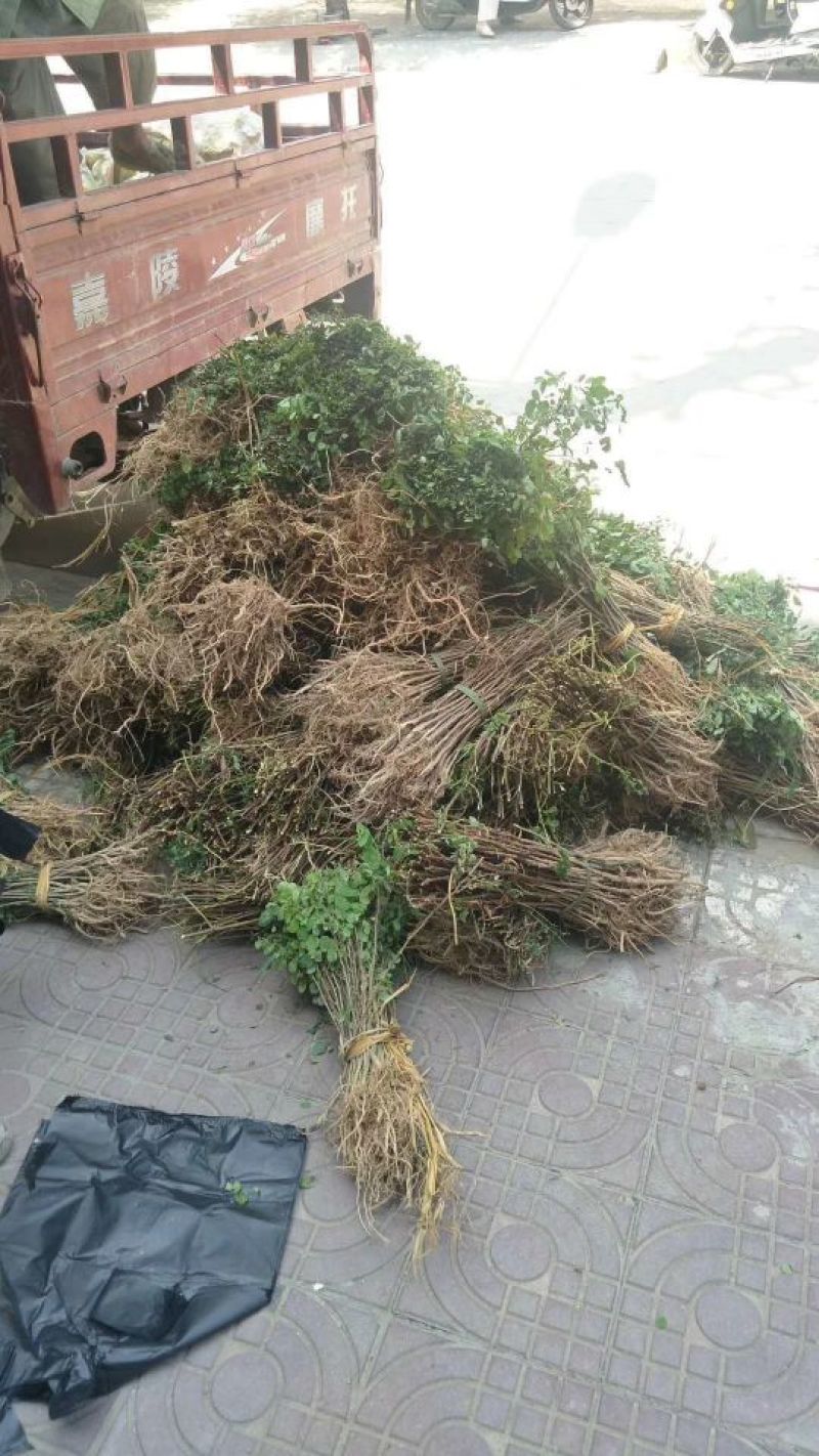 刺槐苗刺槐苗价格一年生刺槐苗