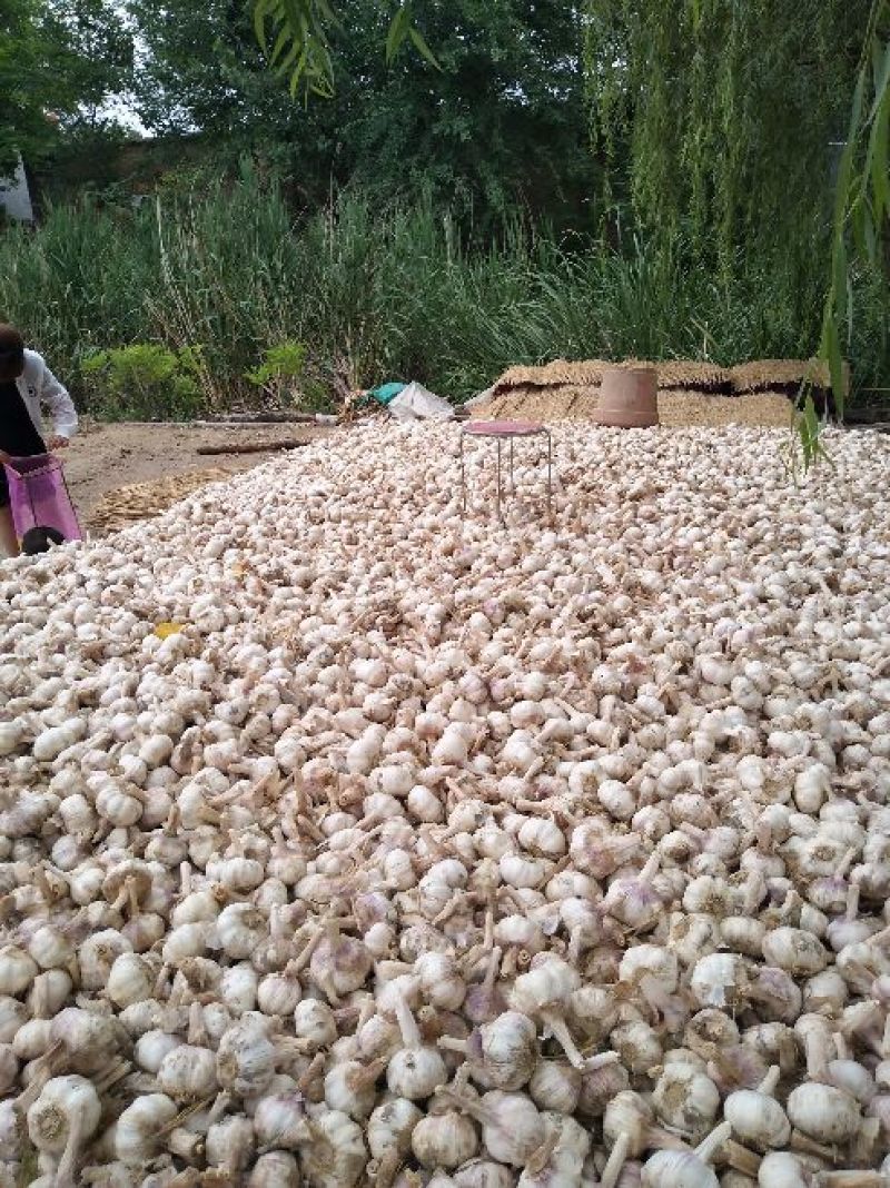 优质大蒜，口感香辣，汁多，基地直供，量大从优，出口佳品！