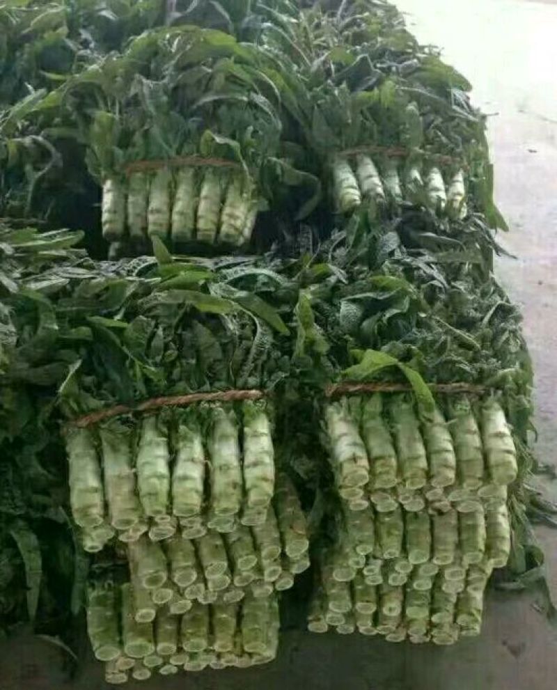 精品红叶莴苣，颜色鲜亮，翠绿细腻，清脆爽口，产地直供！