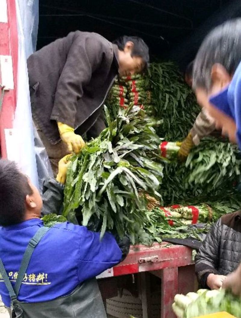精品红叶莴苣，颜色鲜亮，翠绿细腻，清脆爽口，产地直供！