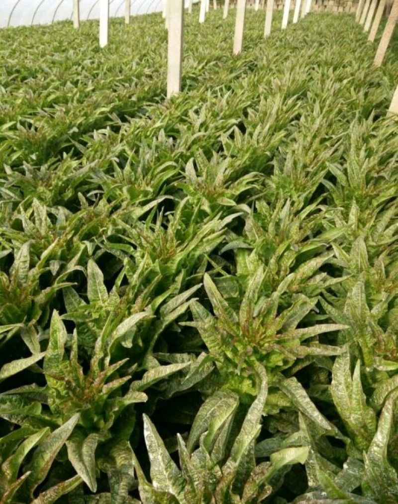 精品红叶莴苣，颜色鲜亮，翠绿细腻，清脆爽口，产地直供！