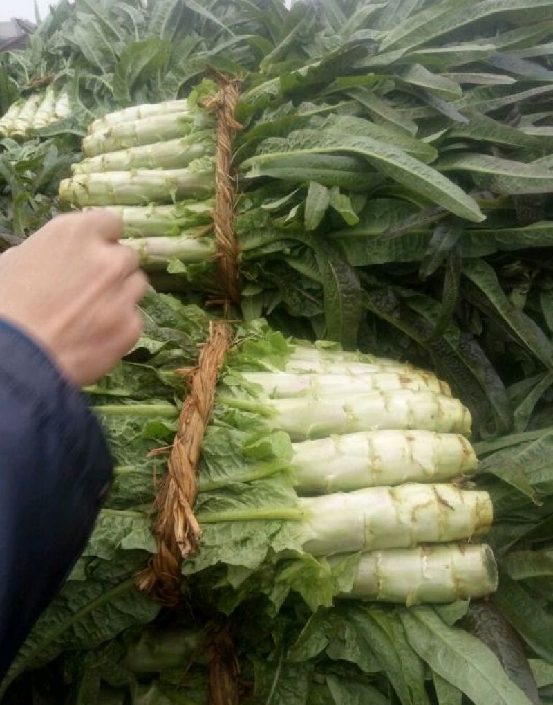 精品红叶莴苣，颜色鲜亮，翠绿细腻，清脆爽口，产地直供！