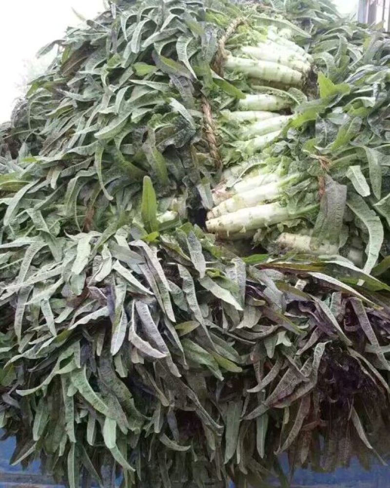 精品红叶莴苣，颜色鲜亮，翠绿细腻，清脆爽口，产地直供！