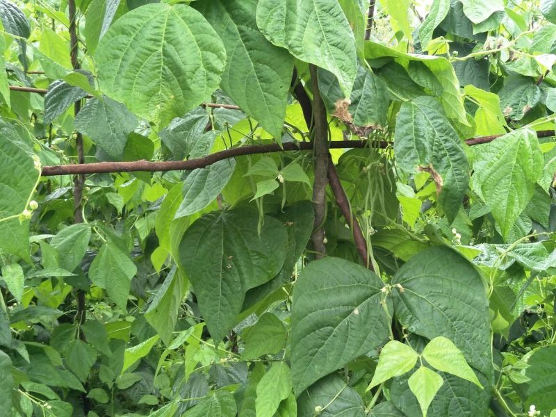 纯绿色高山无筋架豆