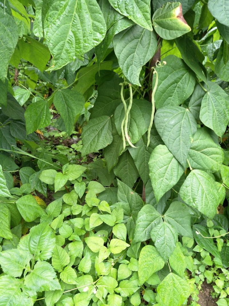 纯绿色高山无筋架豆