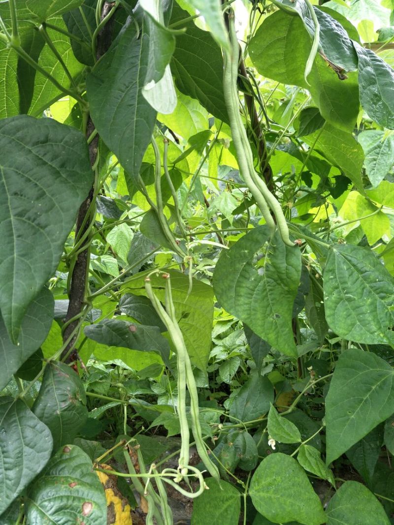 纯绿色高山无筋架豆