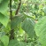 纯绿色高山无筋架豆
