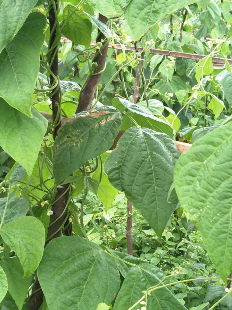 纯绿色高山无筋架豆