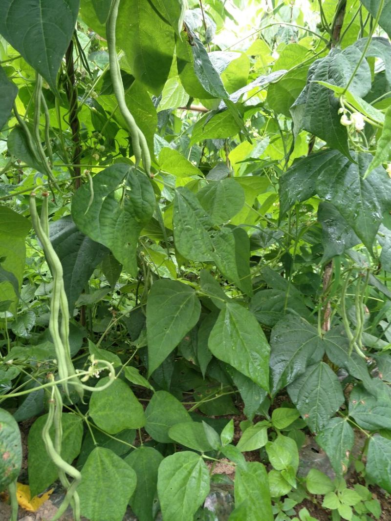 纯绿色高山无筋架豆