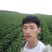 荷兰十五原种2两以上通货