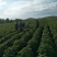 荷兰十五原种2两以上通货