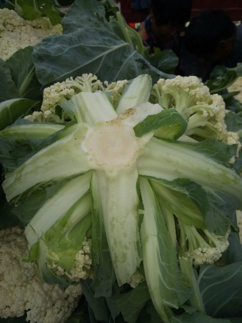 精品白面青梗松花花菜，颜色鲜亮，品质优良，口感清脆！