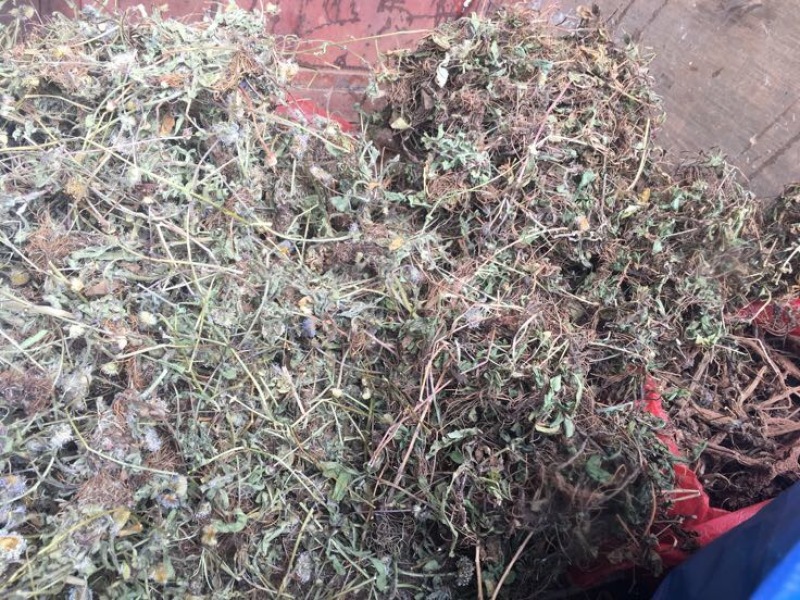 灯盏花