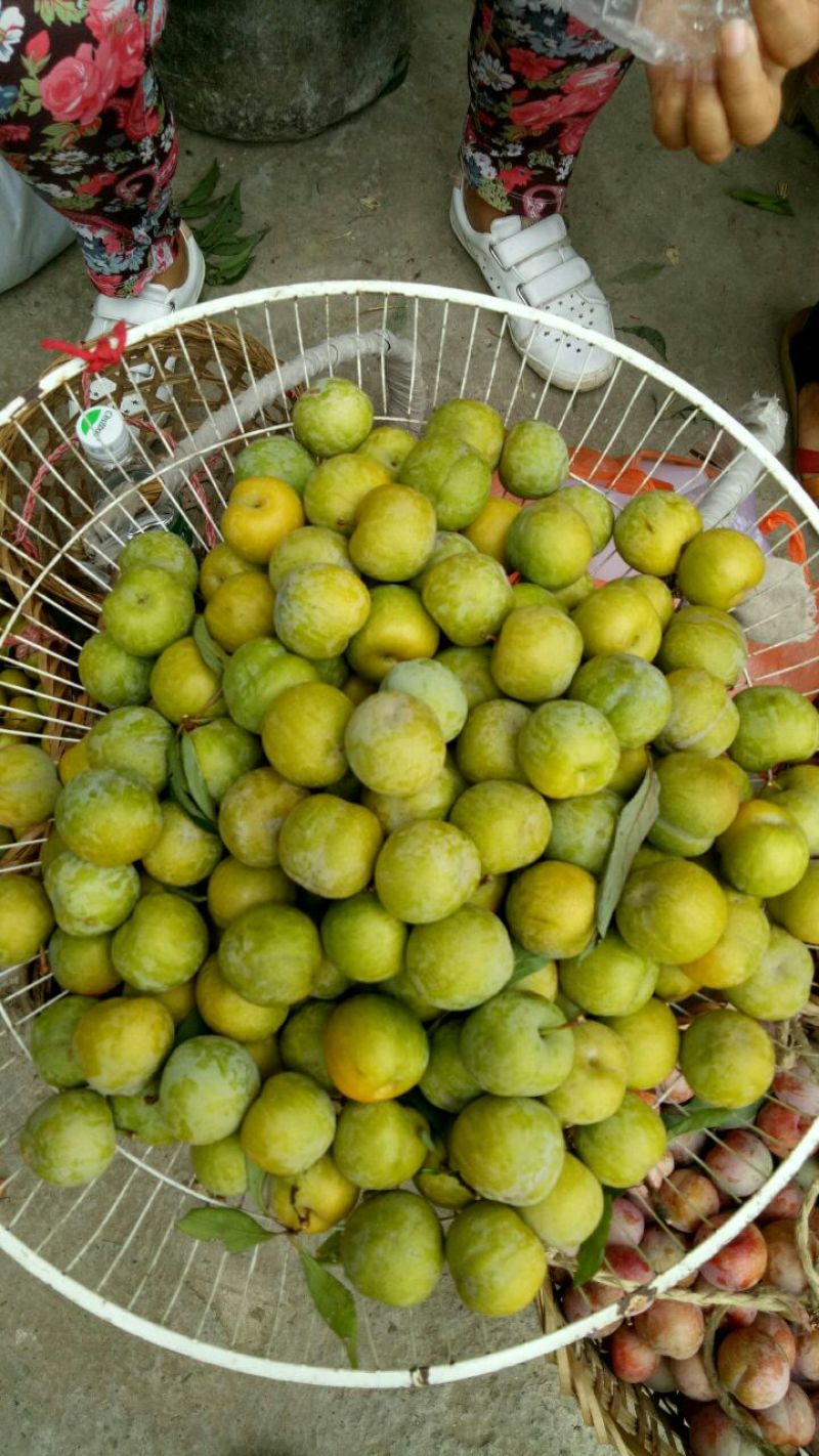 青脆李子