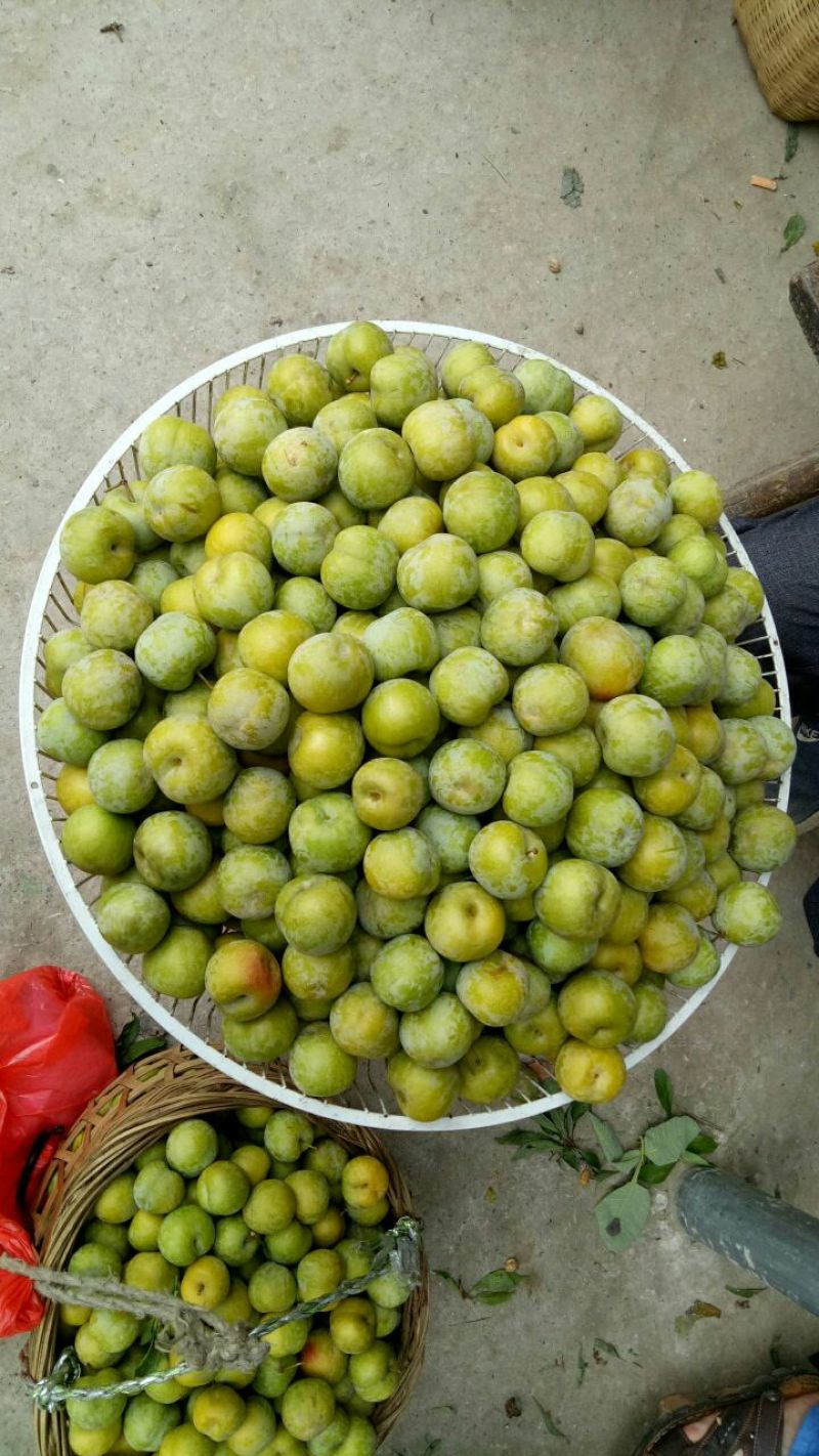 青脆李子
