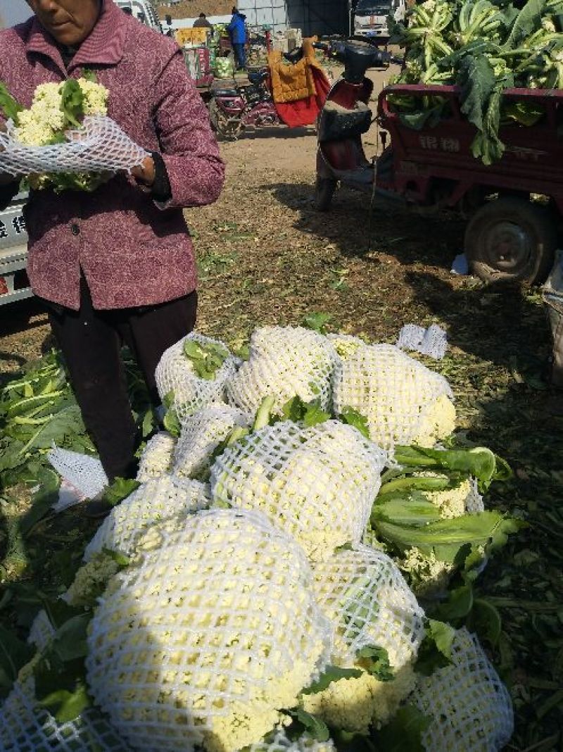 精品白面青梗松花花菜，颜色鲜亮，品质优良，口感清脆！