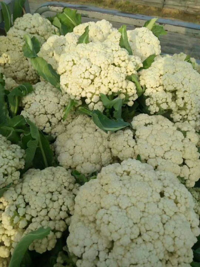 精品白面青梗松花花菜，颜色鲜亮，品质优良，口感清脆！