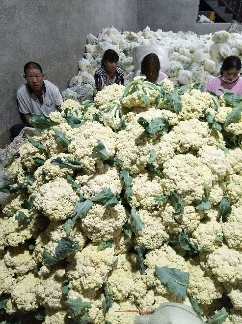 精品白面青梗松花花菜，颜色鲜亮，品质优良，口感清脆！