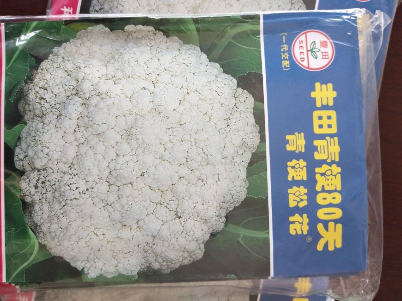 丰田青梗80天松花菜种子