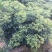 中花吴茱萸苗40～80公分