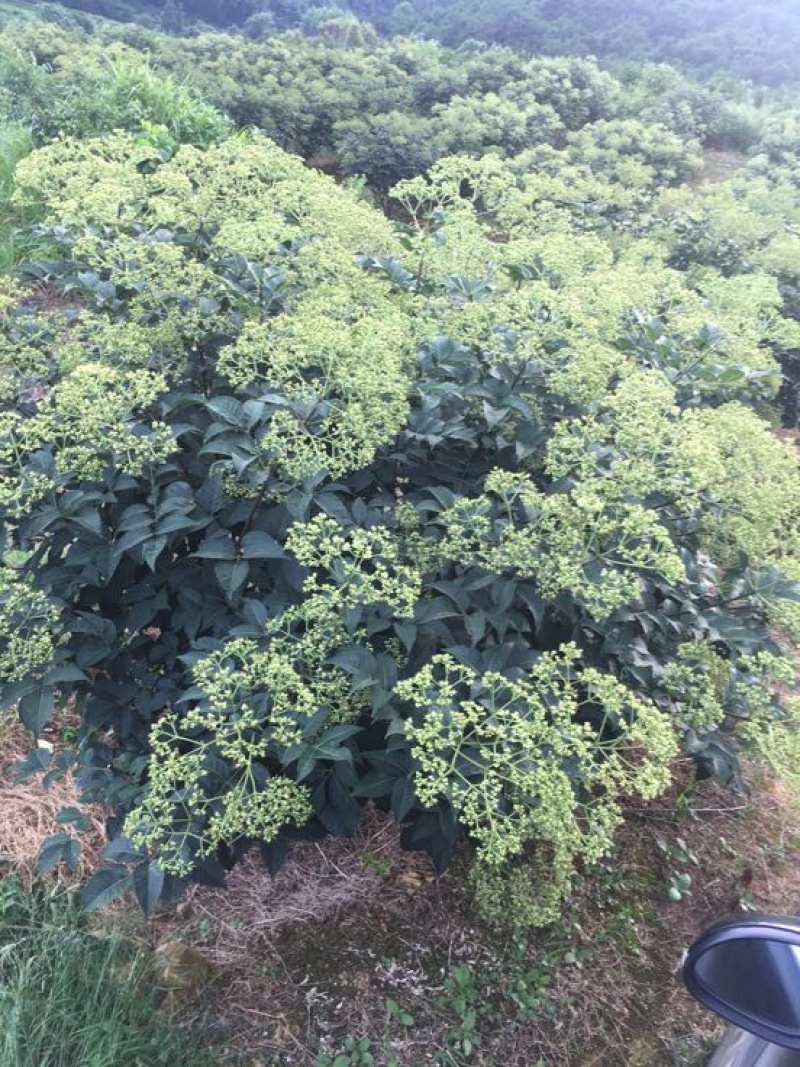 中花吴茱萸苗40～80公分