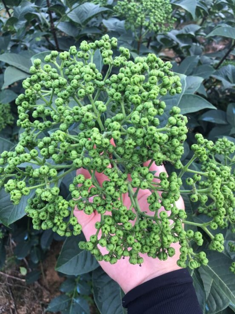 中花吴茱萸苗40～80公分