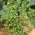 中花吴茱萸苗40～80公分