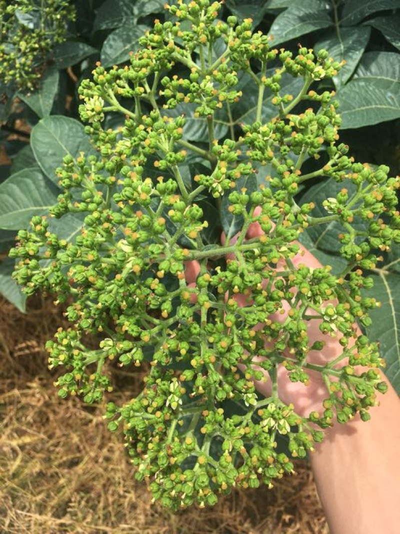 中花吴茱萸苗40～80公分