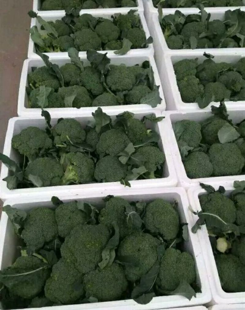 精品耐寒优秀西兰花，颜色鲜亮，翠绿质优，基地直供，量大从