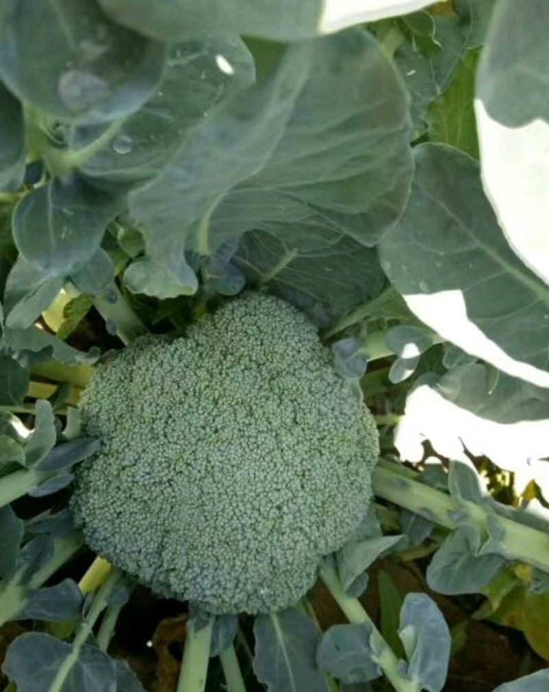 精品耐寒优秀西兰花，颜色鲜亮，翠绿质优，基地直供，量大从