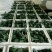 精品耐寒优秀西兰花，颜色鲜亮，翠绿质优，基地直供，量大从