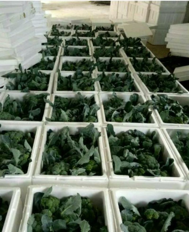 精品耐寒优秀西兰花，颜色鲜亮，翠绿质优，基地直供，量大从